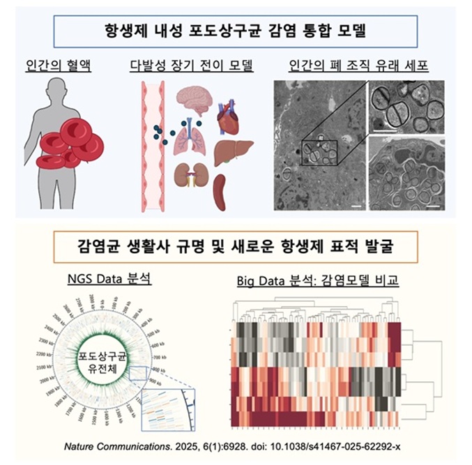 ▲ 항생제 내성균의 통합적 감염모델과 NGS를 이용한 새로운 항생제 표적 도출 개략도.ⓒ성균관대