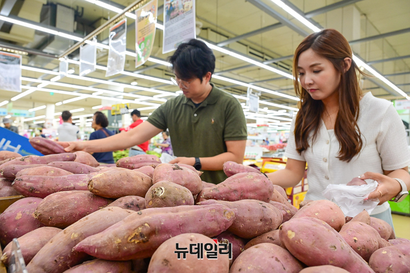 [포토] 농협유통 하나로마트, 2025년 '햇고구마' 판매 시작