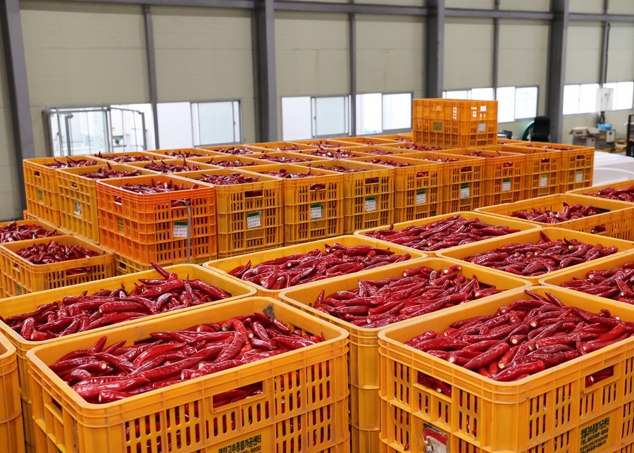 ▲ 올해 홍고추 수매는 농가의 생산비 및 노동력 절감에 큰 도움이 될 것으로 전망되며, 수매된 홍고추는 선별 및 가공 과정을 거쳐서 국내외 시장에 공급될 예정이다.ⓒ영양군