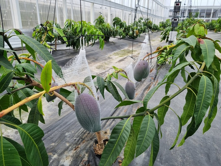 ▲ 진천군 실증시험포에서 재배 중인 애플망고. ⓒ진천군