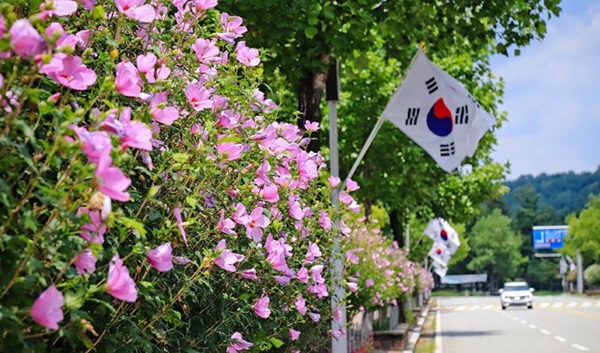 ▲ 산림청이 선정한 ‘전국 아름다운 무궁화 명소’현충원길. ⓒ대전시