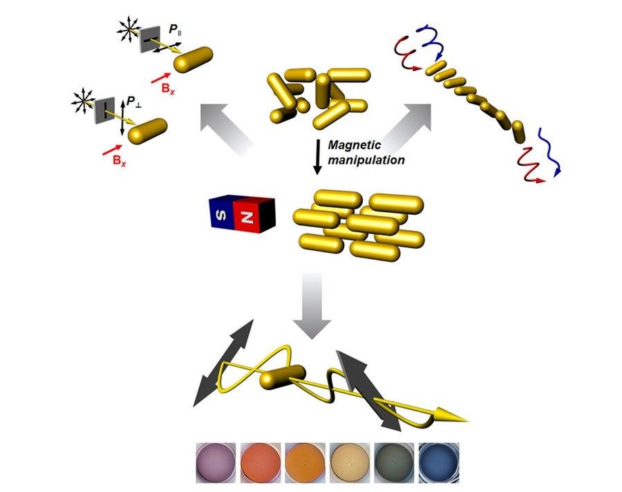 ▲ 자기장을 이용한 비등방성 금 나노입자의 동적 제어 및 광학적 특성 제어.ⓒ이화여대