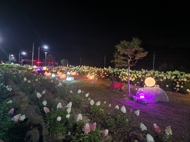 ▲ 강원도 평창군 봉평면이 한답모퉁이 수국공원 일대에 LED태양광 조명을 추가 설치해 새로운 볼거리를 제공하고 있다. 봉평면은 올 초 다양한 수국을 심고 야간 조명을 설치해 낮과는 다른 분위기를 마련했다. 김재봉 봉평면장은 