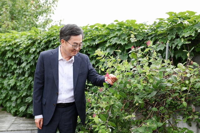 ▲ 김동연 경기도지사가 도지사 공관 도담소에 심겨진 '인동초'를 살펴보고 있다. ⓒ김동연 경기도지사 SNS