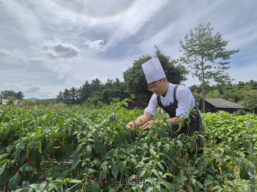 ▲ 송인영 상하농원 농원식당 총괄셰프가 텃밭에서 작물들을 살펴보고 있다.ⓒ조현우 기자