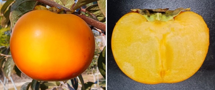 ▲ 단감 중 '진홍' 품종.ⓒ중앙대