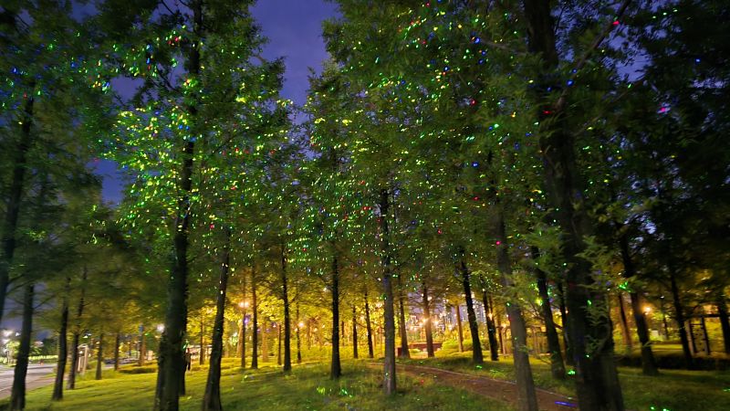 ▲ 세종중앙공원 메타세콰이어 숲에 야간 테마조명 설치된 모습.ⓒ세종시설관리공단