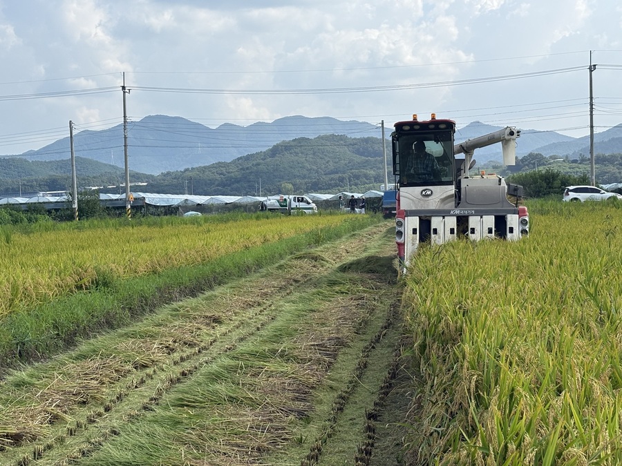 ▲ 경산시가 지난 21일 자인면 신호철 농가의 원당뜰에서 첫 벼베기를 실시하며 본격적인 수확철의 시작을 알렸다.ⓒ경산시