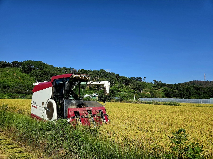 ▲ 달성군 다사읍 문양리 일대 들녘에서 지난 23일 첫 벼 베기 작업이 시작되며 본격적인 수확철의 시작을 알렸다.ⓒ달성군