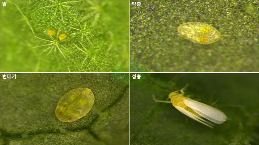 ▲ 확대한 담배가루이 사진ⓒ