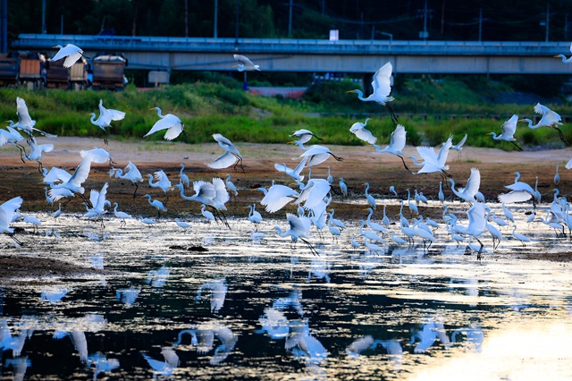 ▲ 울진군 남대천 백로들 하얀 날갯짓의 향연.ⓒ울진군