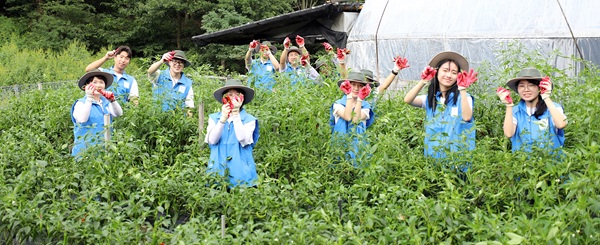 ▲ 청년자원봉사단 위아원 대전지부 청년 20명이 지난 1일 대전 동구 산내동 농가에서 약 300평 밭 고추 300kg을 손수 수확하며 농민들의 일손을 도왔다.ⓒ신천지예수교회