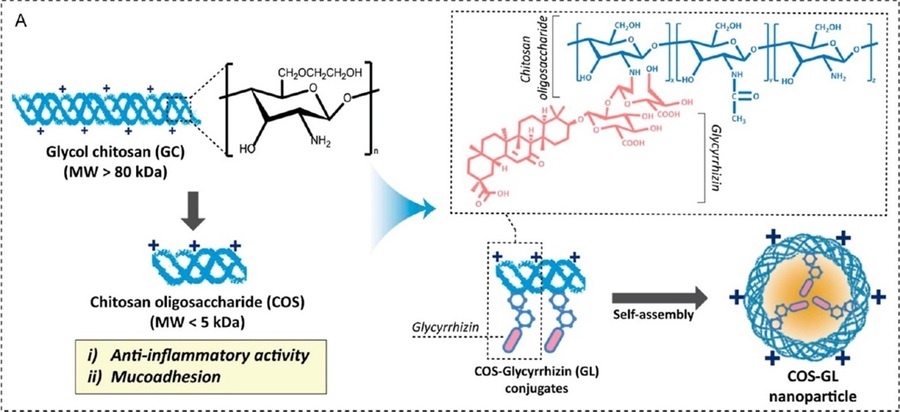 ▲ 대장염 미세환경에서 표적 치료를 위해 점막 부착력 향상 및 HMGB1 억제 기능을 포함한 COS-GL 나노입자의 합성 경로 개략도.ⓒ한양대