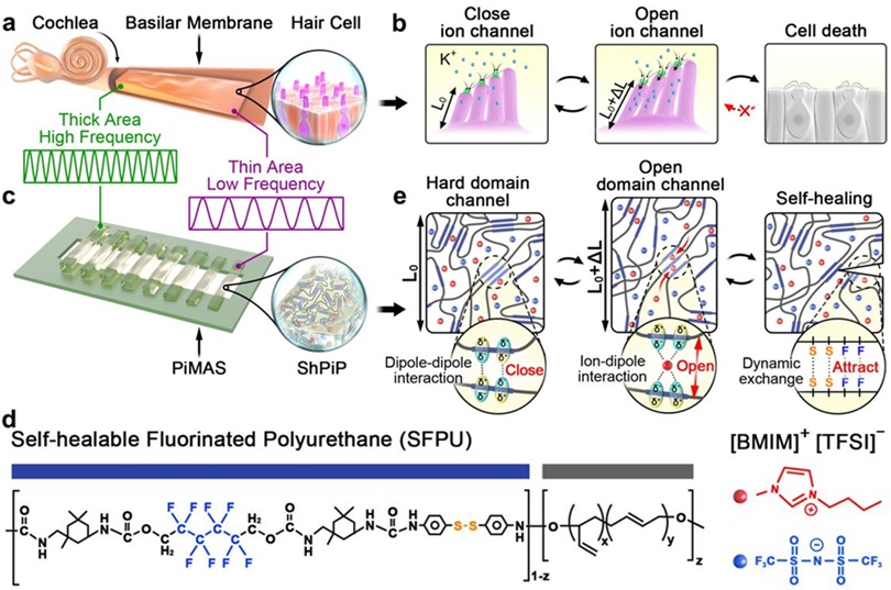 ▲ (a)생물학적 청각기관 기저막의 구조 모식도 (b)생물학적 청각기관 기저막 및 유모세포의 소리감지 메커니즘 (c)기저막의 형태학적 구조를 모사한 청각 센서의 구조 모식도 (d)불소계 기능기와 이황화 결합을 포함하는 자가치유 고분자 분자 구조 (e)청각 감지 및 자가치유 메커니즘 관련 고분자 구조 모식도.ⓒ한양대