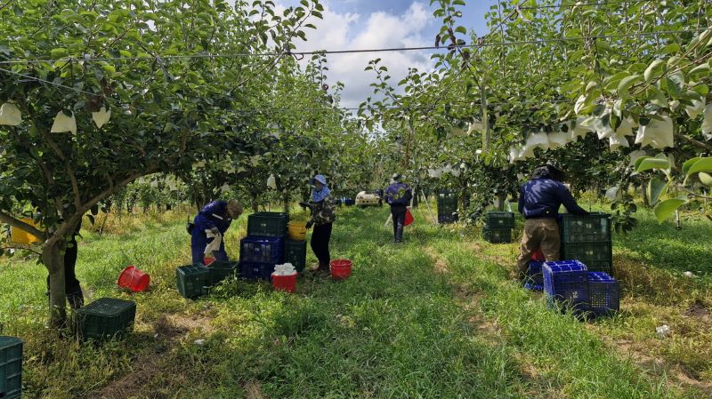 ▲ 국내 육성 신품종인 ‘그린시스’ 수확이 시작됐다.ⓒ아산시