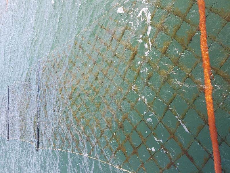 ▲ 황백화란 해역에 존재하는 질소 영양염의 농도가 부족해 김의 성장이 저해되고 누렇게 변색되는 현상이다.ⓒ수협중앙회