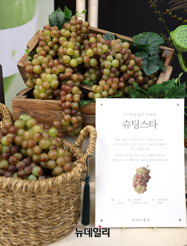▲ '기프트 페스타'에서 소개된 국산 신품종 포도 '슈팅스타' ⓒ뉴데일리
