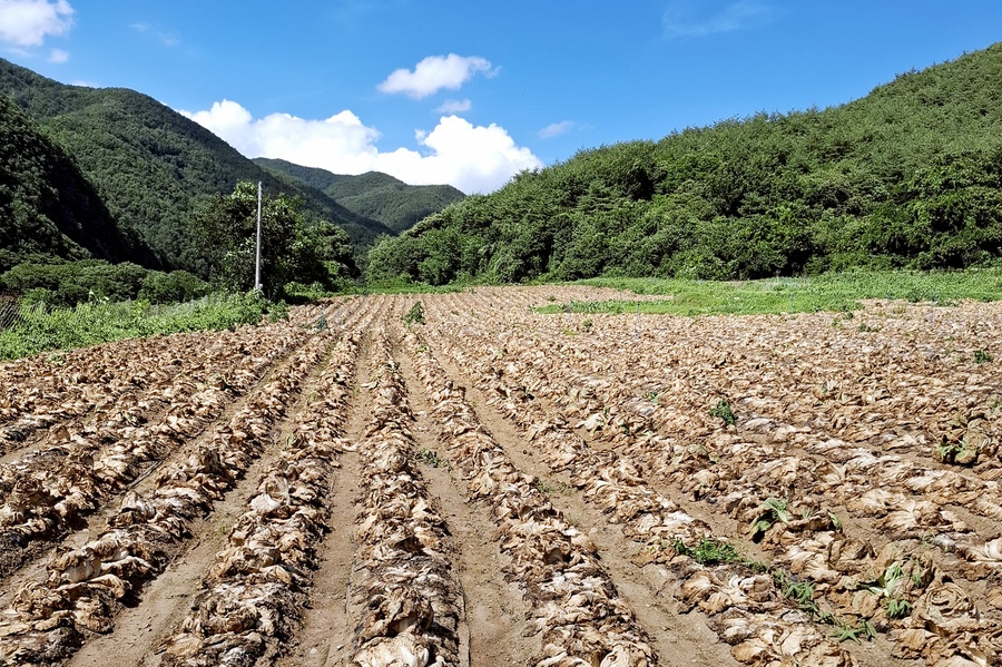 ▲ 청송군(군수 윤경희)은 지난 6월 중·하순 발생한 봄배추 무름병으로 피해를 입은 농가를 대상으로 농약대를 지원한다.ⓒ청송군