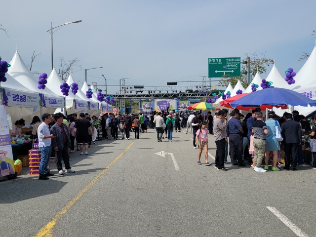 ▲ 안성맞춤 포도축제 장면(자료사진)ⓒ안성시 제공