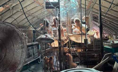 ▲ 지난 11일 셎종시 금남면 국유지 내 비닐하우스에서 비위생적인 환경에 방치된 개 58마리.ⓒ세종시