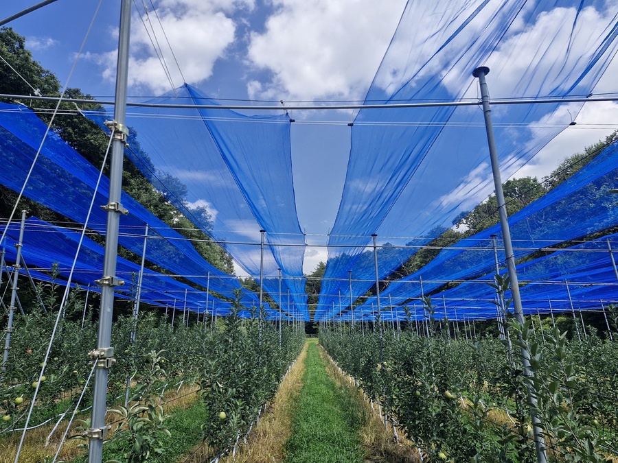 ▲ 영주시는 지난 16일, 부석면 이두형 실증 농가에서 ‘사과 스마트 관수·우박·차광망 개발 시연회’를 개최했다.ⓒ영주시