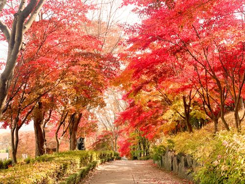▲ 지난해 가을 단풍 축제 모습.ⓒ베어트리파크