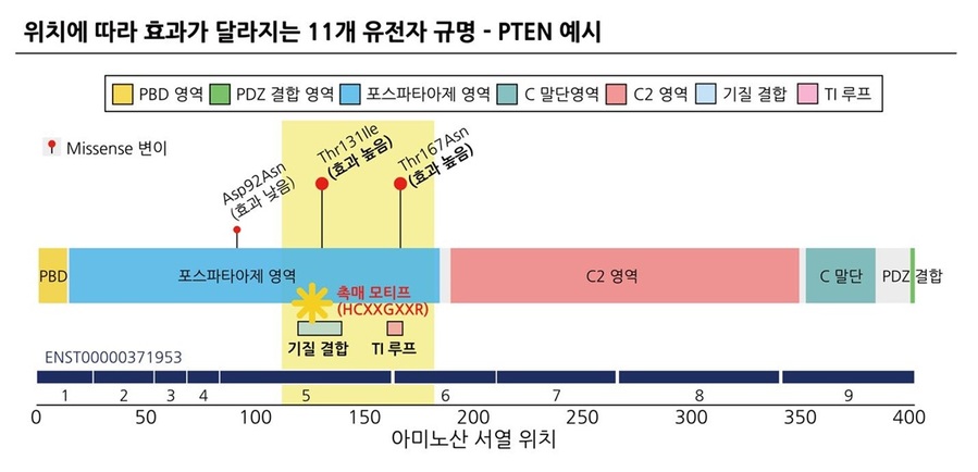 ▲ 변이 위치에 따라 증상이 달라지는 PTEN 유전자 예시. 효소 핵심 기능 부위인 131번과 167번에서 변이가 있을 경우 타 부위에서 발생한 변이보다 증상이 심했음.ⓒ고려대