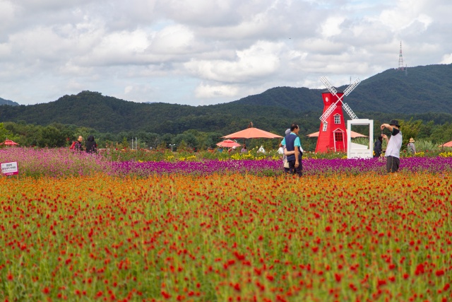 ▲ 국내 최대 규모 천일홍 군락지 ‘양주 나리농원’ ⓒ경기관광공사 제공