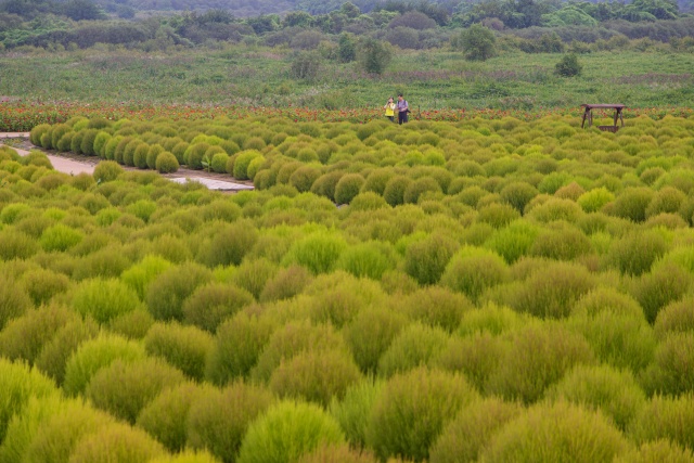 ▲ 붉은 가을빛 물결, ‘연천 임진강댑싸리정원’ ⓒ경기관광공사 제공