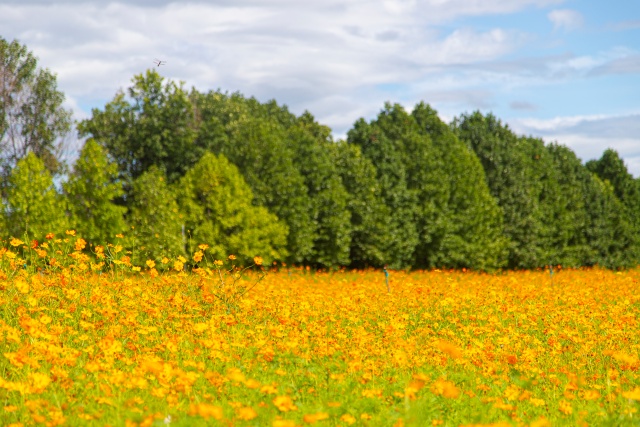 ▲ 한강 따라 꽃길 따라 ‘구리 한강시민공원’ ⓒ경기관광공사 제공