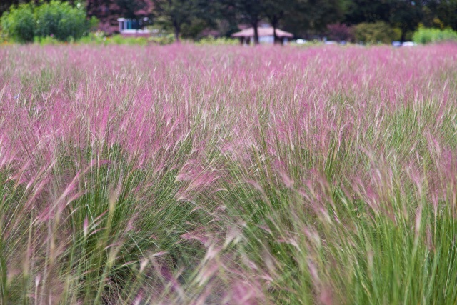 ▲ 핑크뮬리와 함께 피크닉 즐기기 ‘하남 미사경정공원’ ⓒ경기관광공사 제공