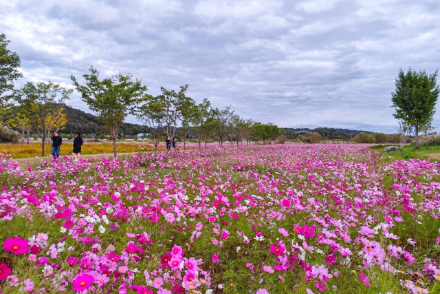 ▲ 남한강과 어우러진 하늘하늘 코스모스 ‘여주 당남리섬’ ⓒ경기관광공사 제공