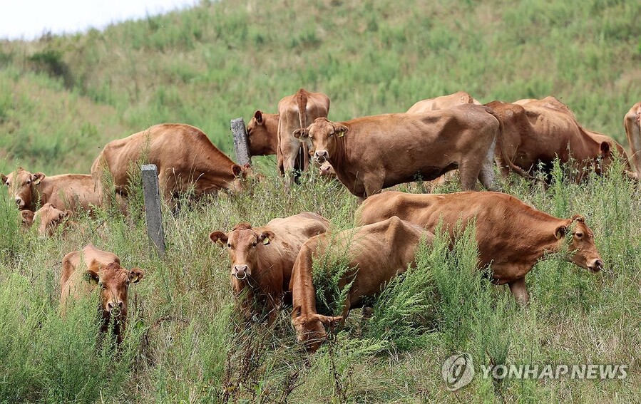 ▲ 한우 이미지. ⓒ강원특별자치도 / 연합뉴스