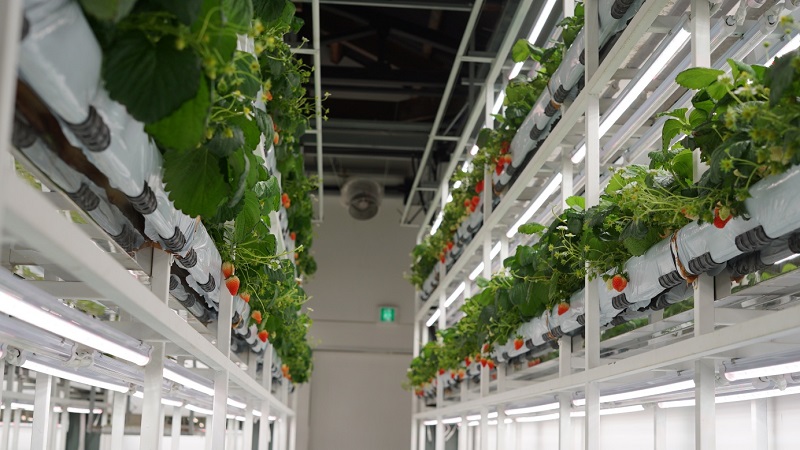 ▲ 딸기 스마트팜 재배 모습.ⓒ논산시