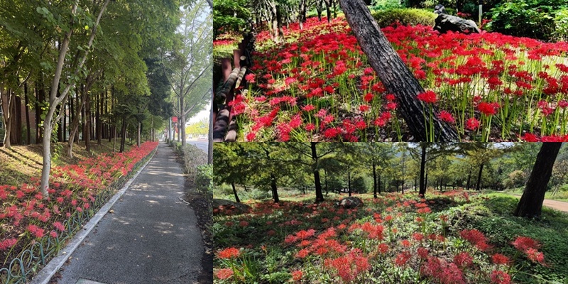 ▲ 가을이 깊어가는 10월, 대전의 공원과 산책로가 선홍빛 꽃무릇으로 물들고 있다.ⓒ대전시