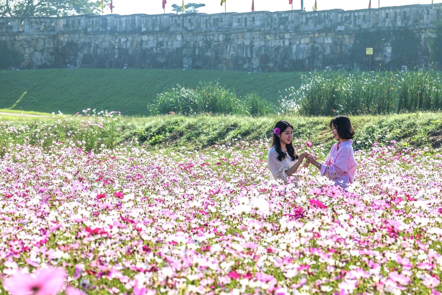 ▲ 청도읍성 인근 화양읍 동상리 41-1 일원에 약 2만1000㎡ 규모의 코스모스꽃밭이 새롭게 조성되어 만개했다.ⓒ청도군