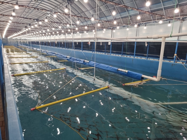 ▲ 육상 김 양식. ⓒ대상