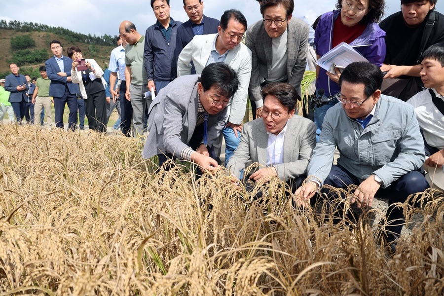 ▲ 김민석 국무총리와 김영록 전남도지사가  7일 장흥군 안양면 해창리 일원을 방문해 김성 장흥군수로부터 ‘벼 깨씨무늬병’ 피해현황 및  피해현장을 점검했다.ⓒ장흥군 제공