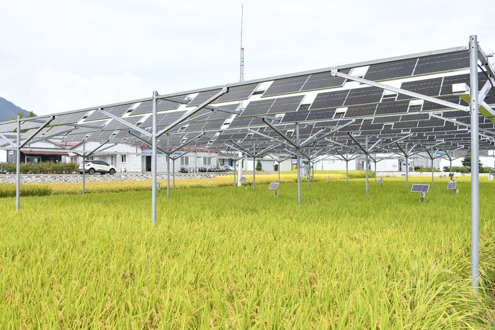 ▲ 영농형태양광 모습.ⓒ뉴시스