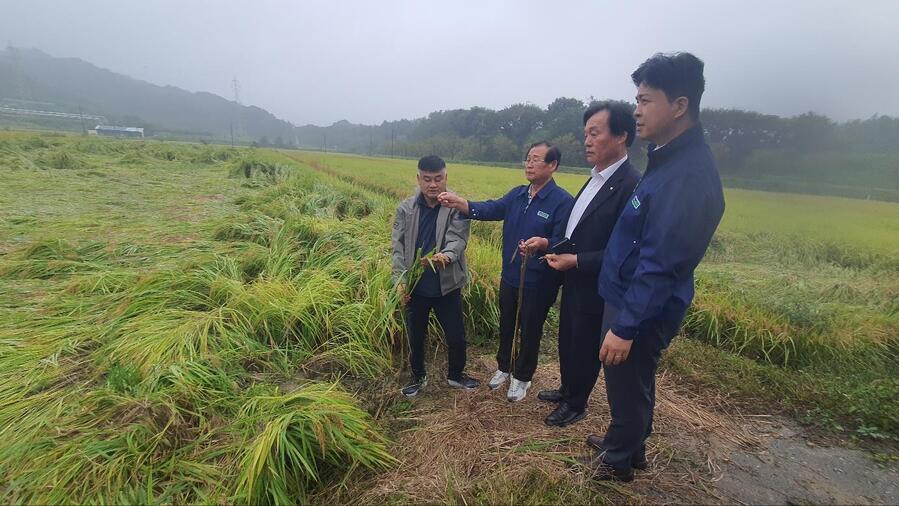 ▲ 최진수 경북농협 본부장은 권기봉 농협중앙회 이사(남안동농협 조합장)와 12일 상주시 공검면 소재 벼 재배단지를 찾아 안진기 공검농협조합장으로 부터 벼 도복피해 상황에 대한 설명을 듣고 피해 최소화 방안을 논의하고 있다.ⓒ경북농협