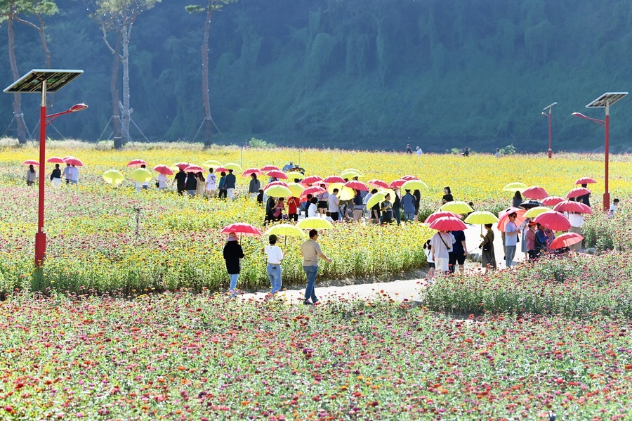 ▲ 청송군 최대 규모의 백일홍 화원 ‘산소카페 청송정원’이 지역 도시브랜드 ‘산소카페 청송군’의 이미지를 대표하는 힐링 공간으로 자리매김하며 군민과 관광객들로부터 큰 호응을 얻고 있다.ⓒ청송군