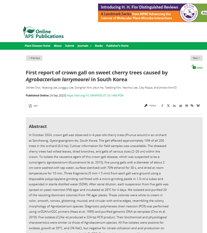 ▲ 산청군농업기술센터의 체리 혹병(Agrobacterium larrymoorei) 규명사례가 국제 학술지(Plant Disease)에 게재됐다.ⓒ산청군