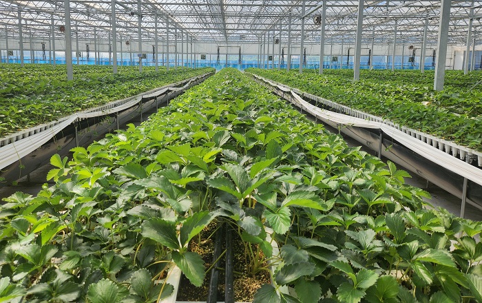 ▲ 논산시농업기술센터 우량딸기육묘장 모습.ⓒ논산시