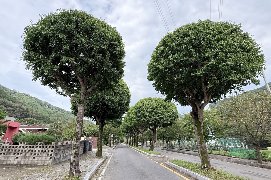▲ 대구 달성군(군수 최재훈)은 2022년부터 시작된 가로수 조형 전정 사업이 올해도 화원, 논공, 다사, 옥포, 가창 등 5개 읍·면 주요 구간에서 마무리되며, 주민들은 변화한 거리를 한눈에 체감하고 있다.ⓒ달성군