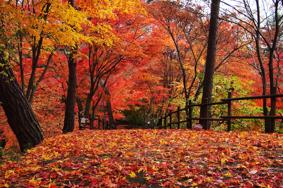▲ 청남대 단풍과 낙엽.ⓒ청남대관리사무소