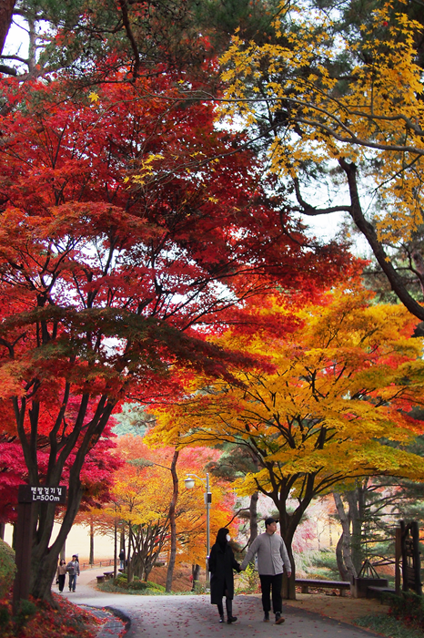 ▲ 청남대 민주화길 가을 단풍.ⓒ청남대관리사업소