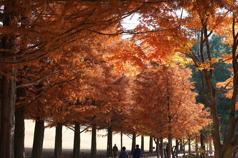 ▲ 청남대 낙우송길.ⓒ청남대관리사업소