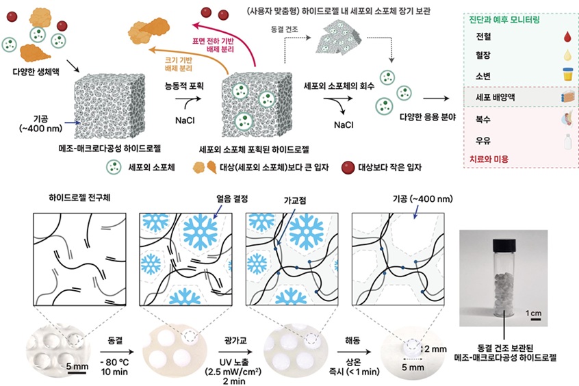 ▲ 하이드로젤 기반 세포외 소포체 분리와 동결-광가교를 통한 메조-매
크로다공성 하이드로젤 제작.ⓒ고려대