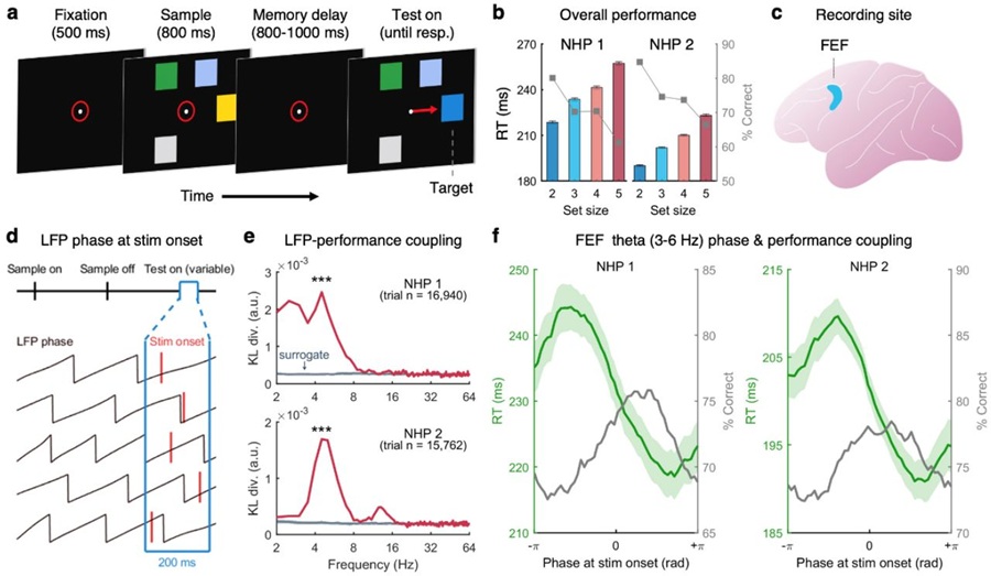 ▲ 뇌파 (LFP) 위상과 반응시간 결과를 보여주는 실험 설계 이미지.ⓒ서울과기대