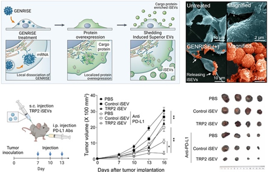 ▲ 세포유래 소포체의 대량 생산 및 항암면역치료 결과.ⓒ서울시립대